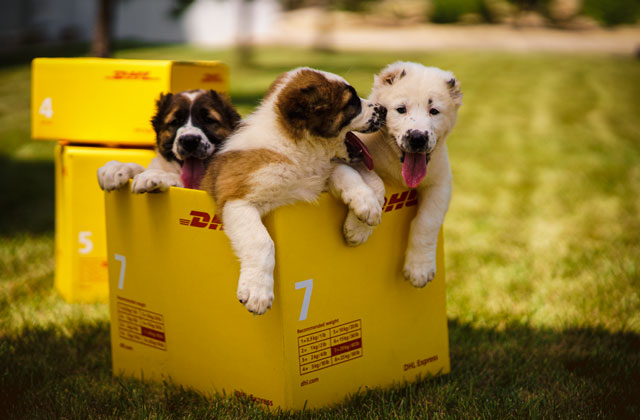 dhl